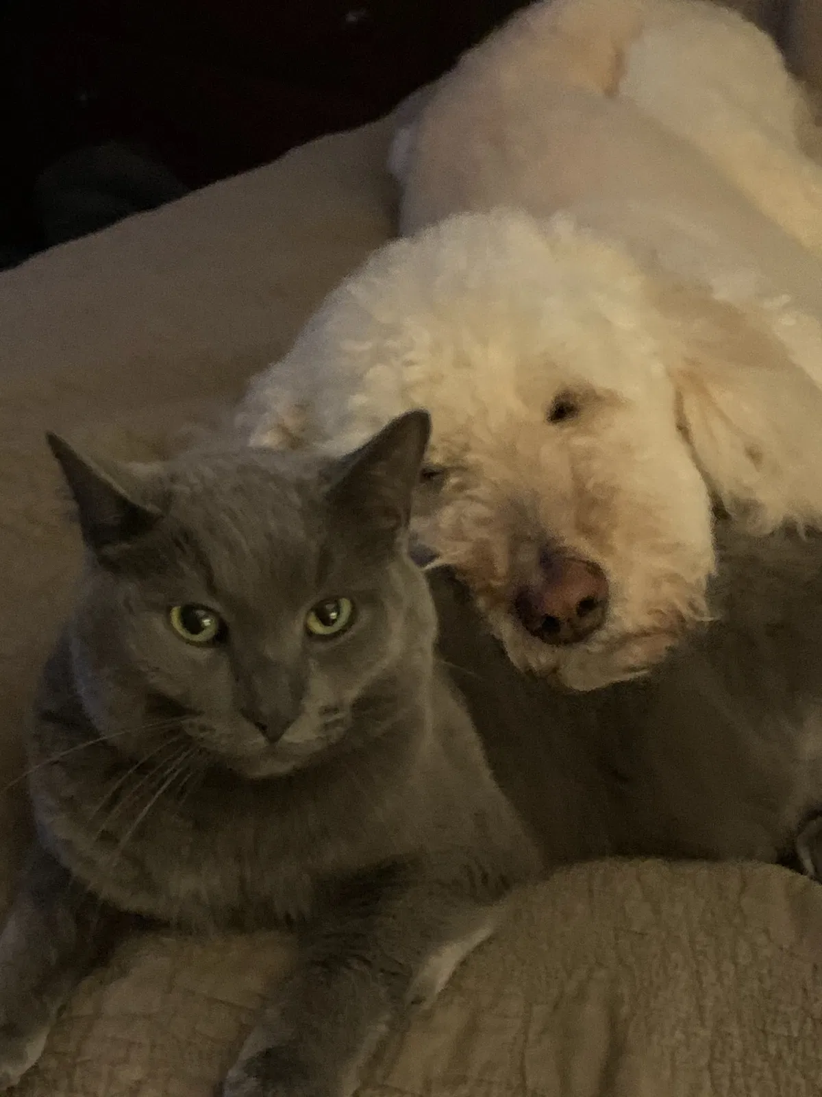 Lost cat in Kiel, WI, 53042