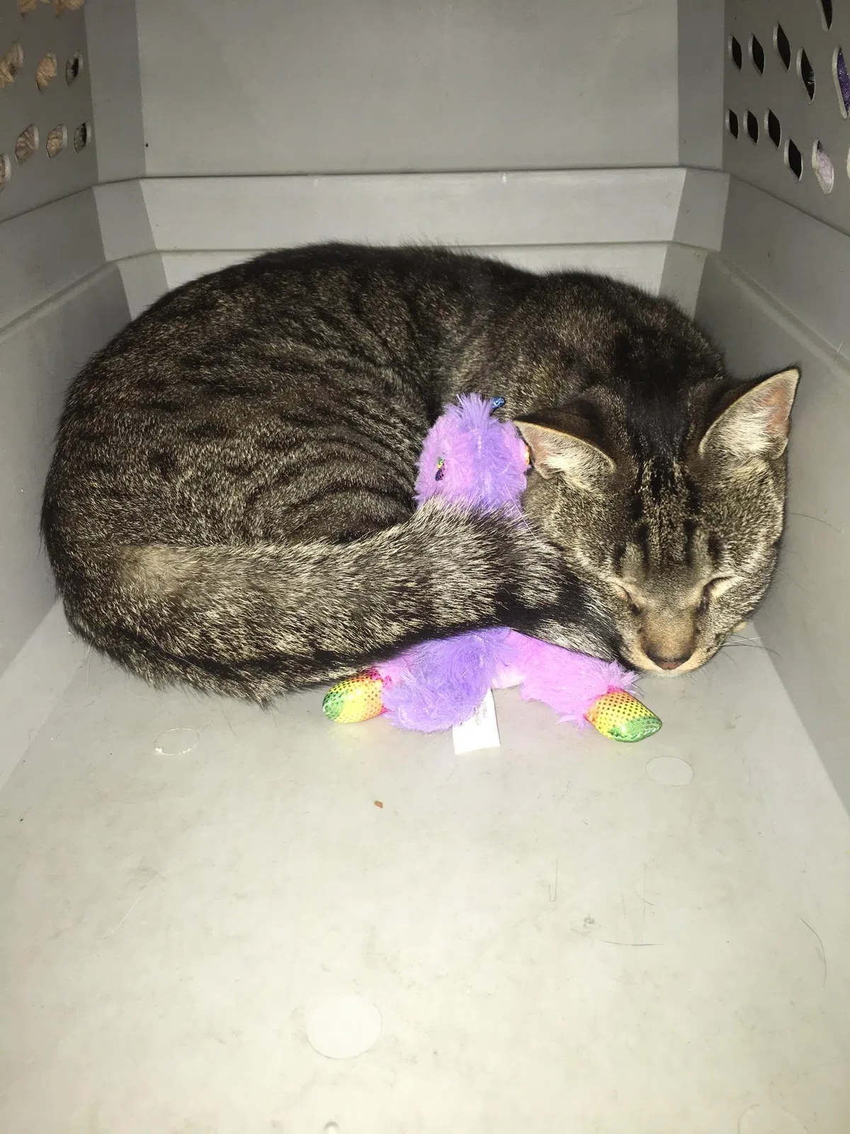 Lost cat in Philadelphia, PA, 19143