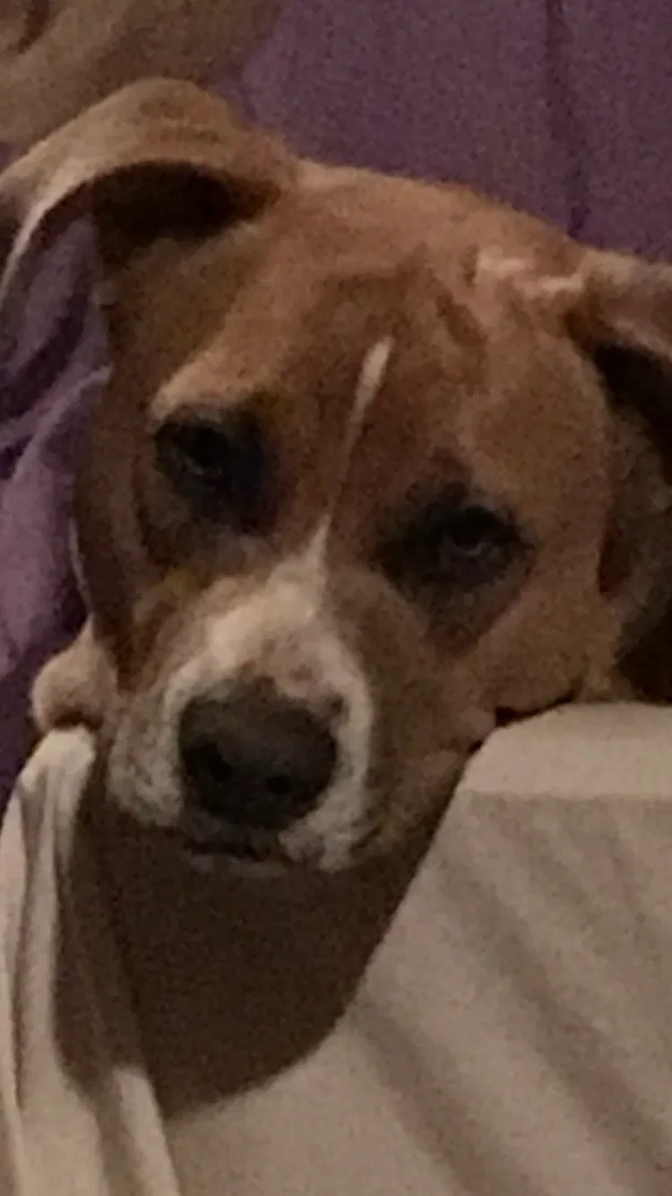 Lost dog in Cleveland, OH, 44102
