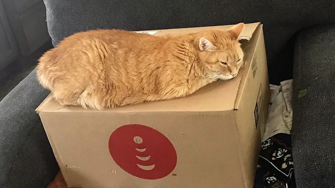 Lost cat in Mechanicsburg, PA, 17050