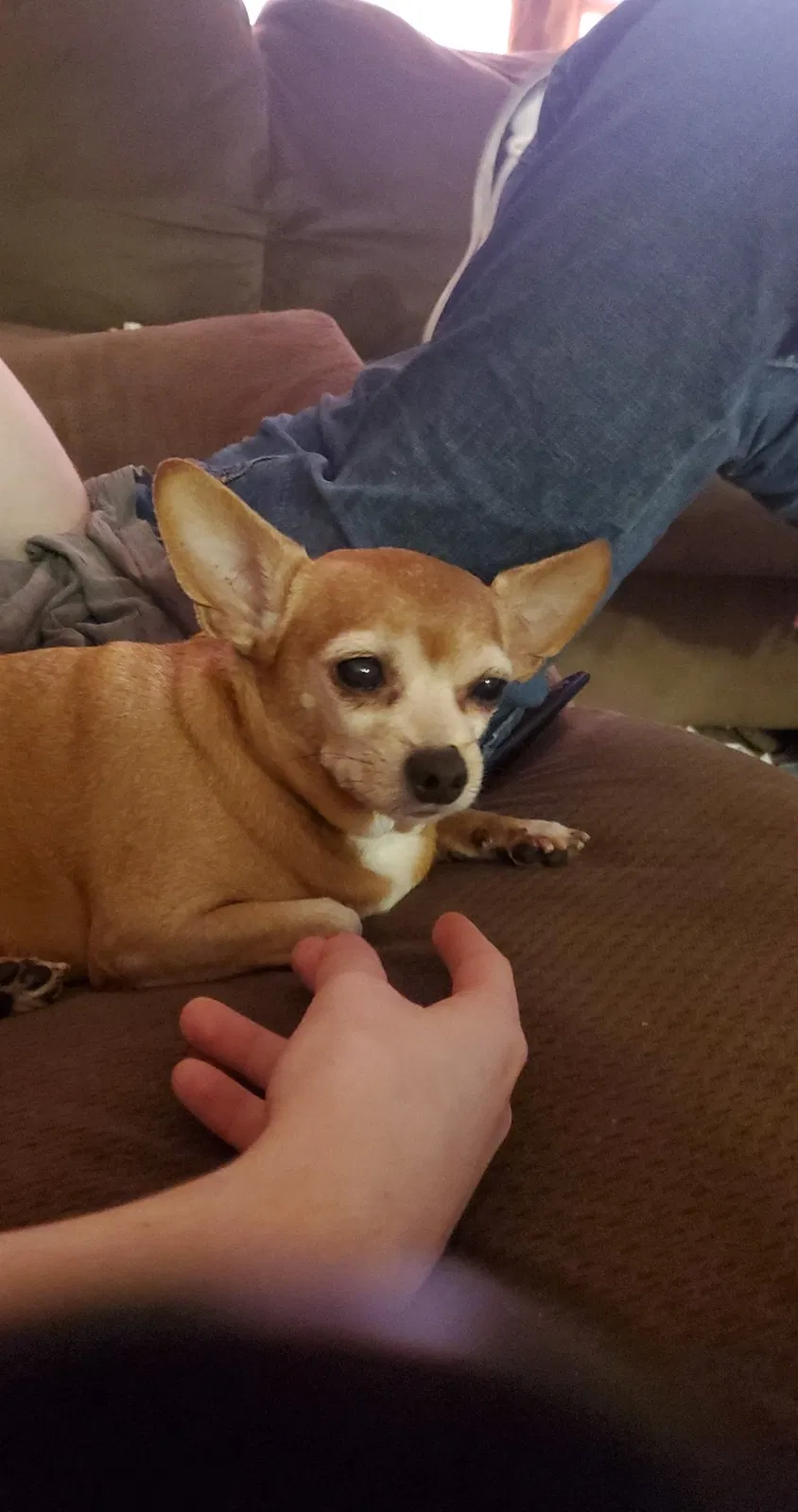Lost dog in Springfield, MO, 65807