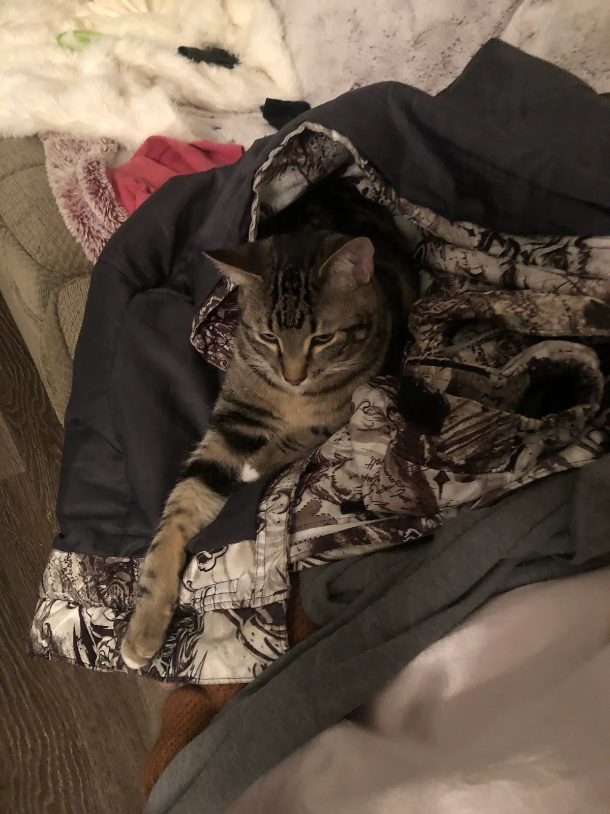 Lost cat in Denver, CO, 80247