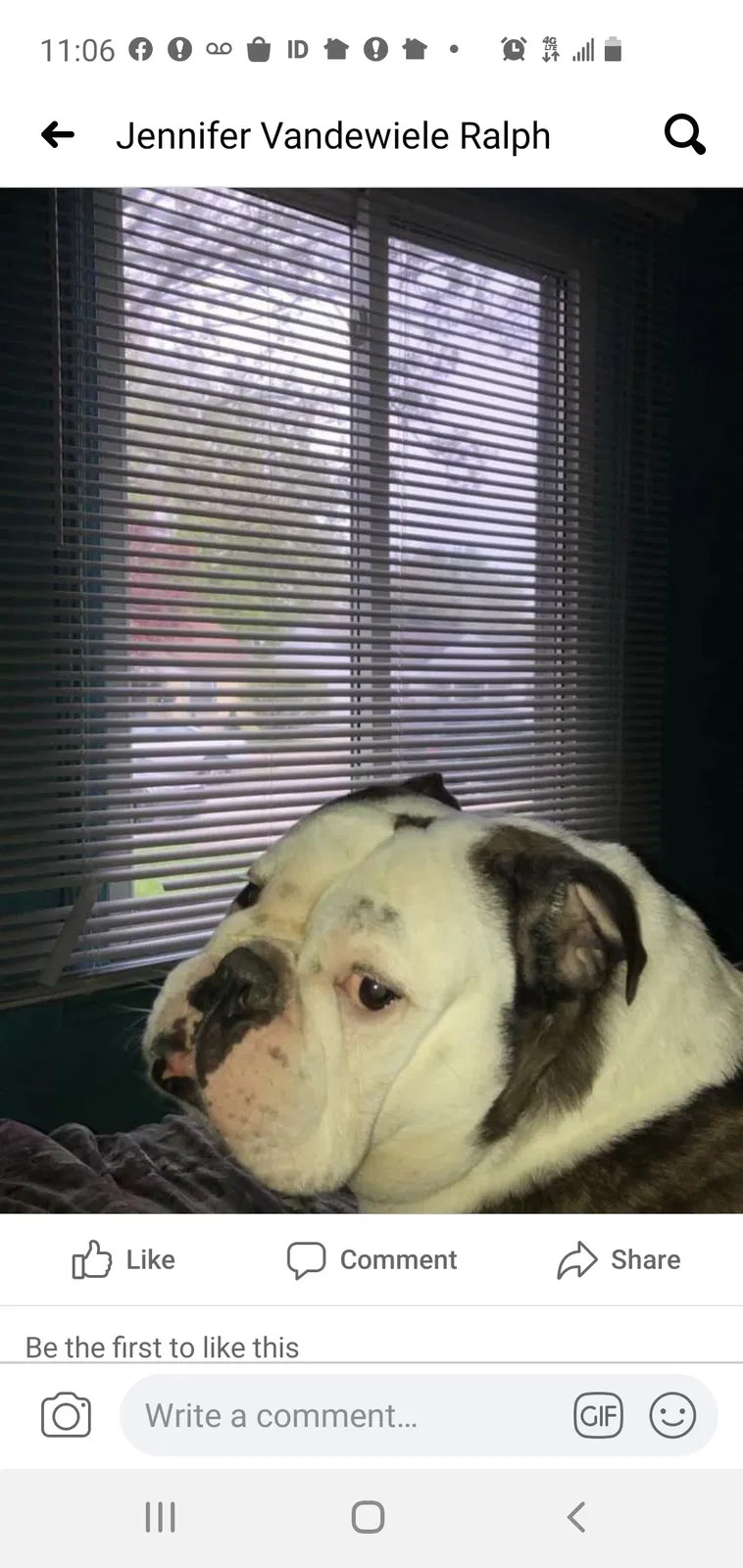 Lost dog in Roseville, MI, 48066