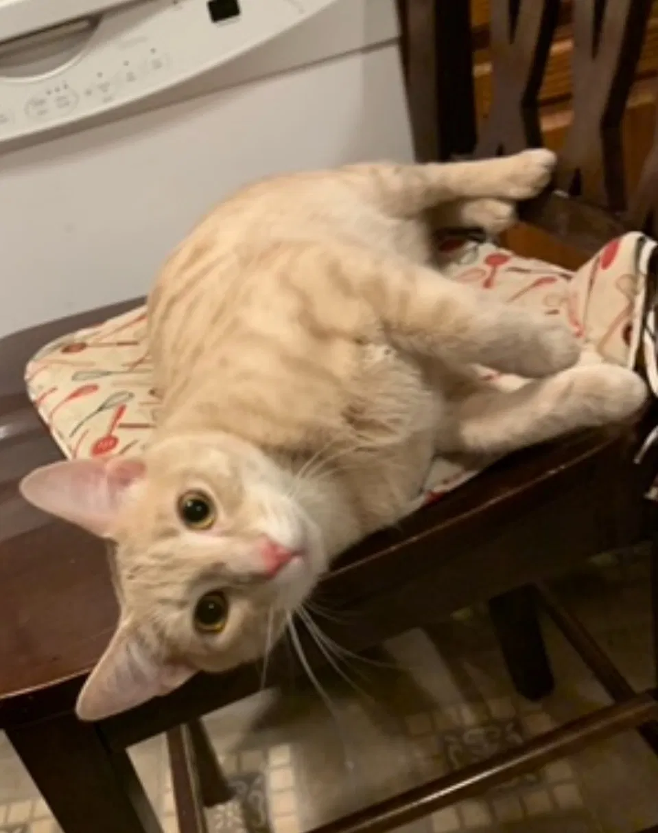Lost cat in Bunker Hill, WV, 25413