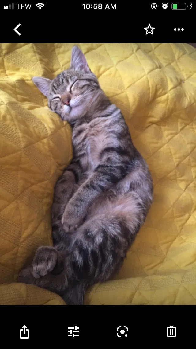 Lost cat in Greeley, CO, 80631