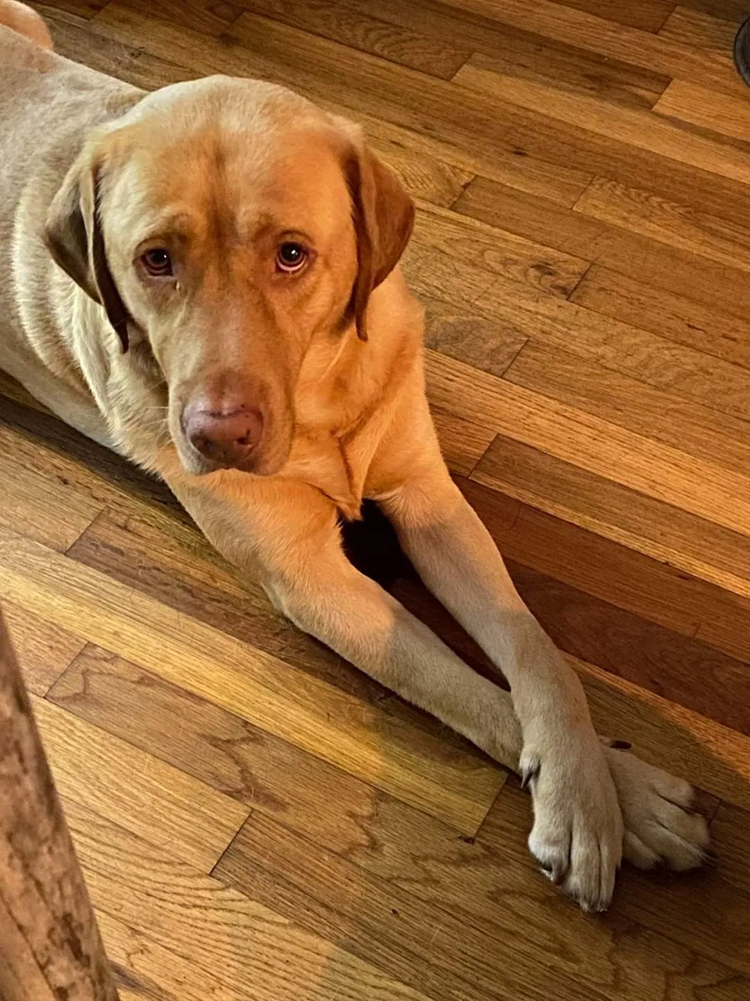 Lost dog in San Antonio, TX, 78201