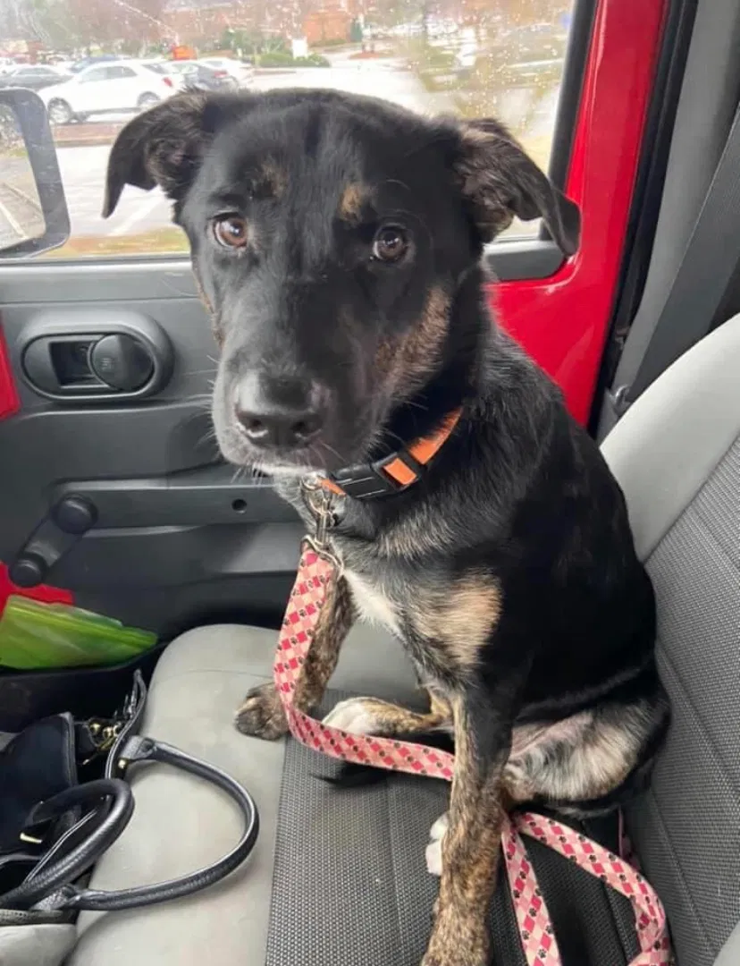 Lost dog in Gainesville, GA, 30501