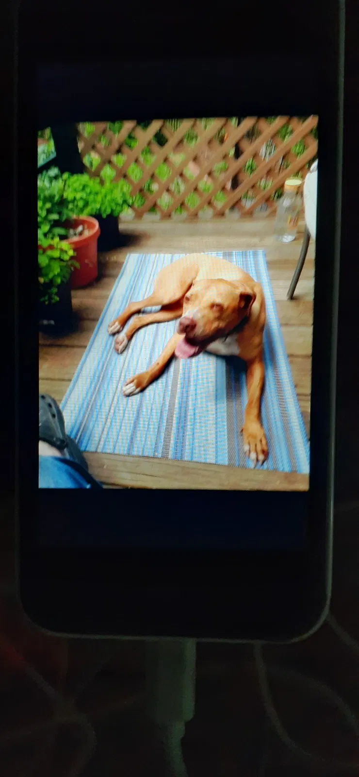 Lost dog in Cleveland, OH, 44102