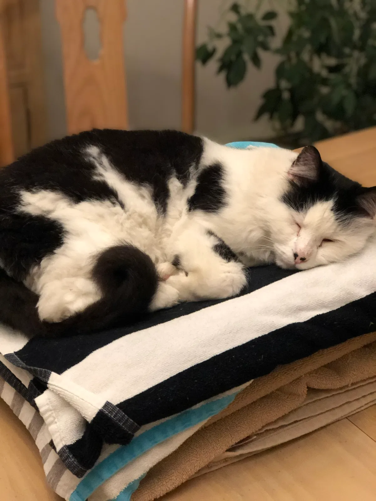 Lost cat in Rutland, MA, 1543