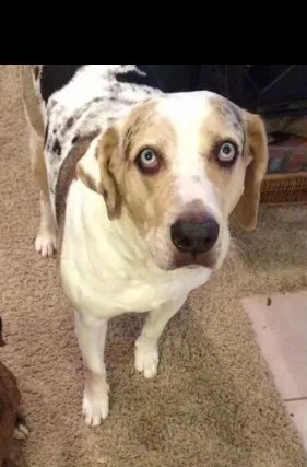 Lost dog in Spanish Fort, AL, 36527