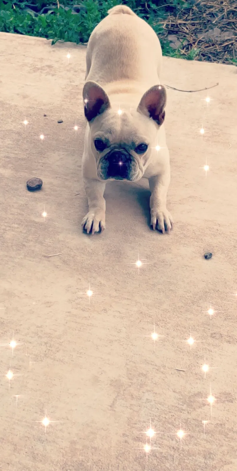 Lost dog in Odessa, TX, 79765