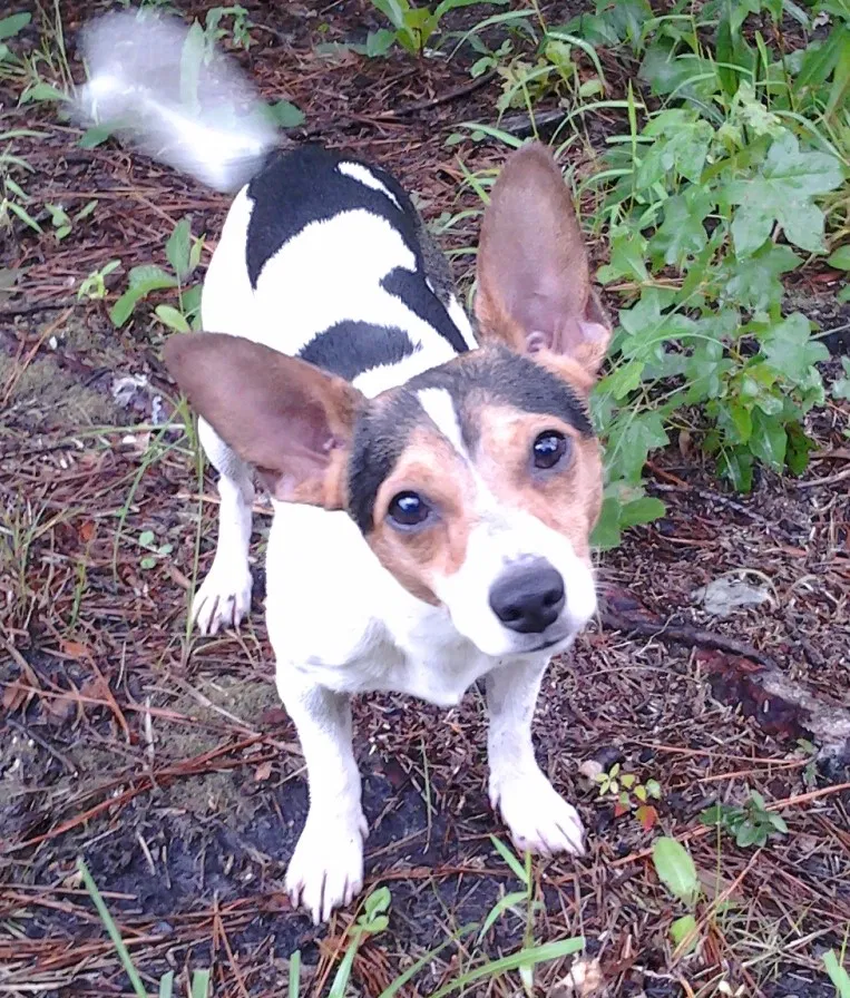 Lost dog in Hollywood, SC, 29449