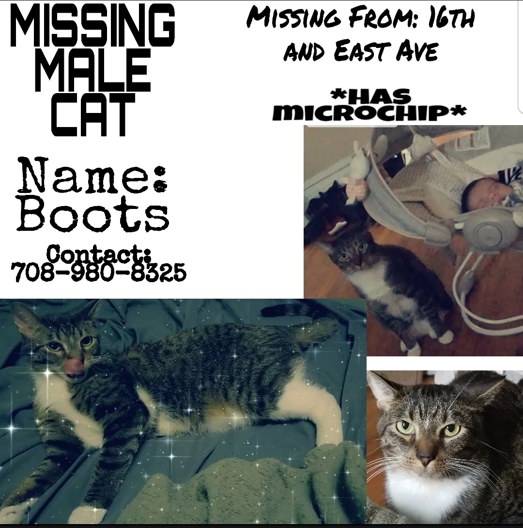 Lost cat in Berwyn, IL, 60402