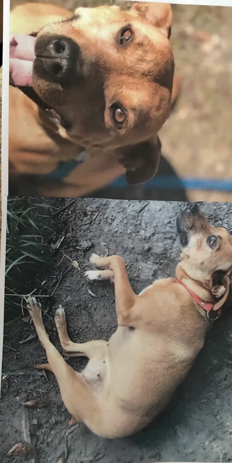 Lost dog in Camden, SC, 29020
