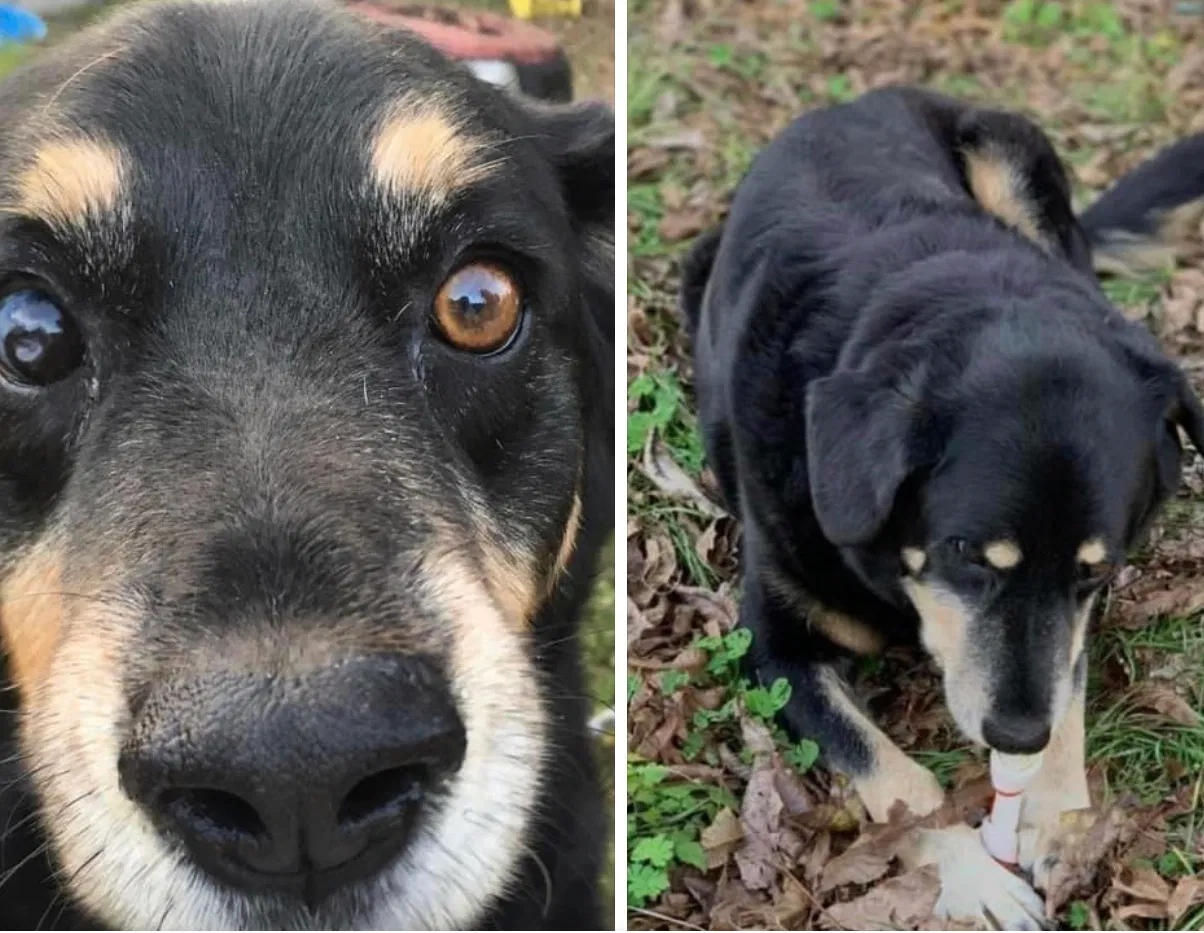 Lost dog in Camden, SC, 29020