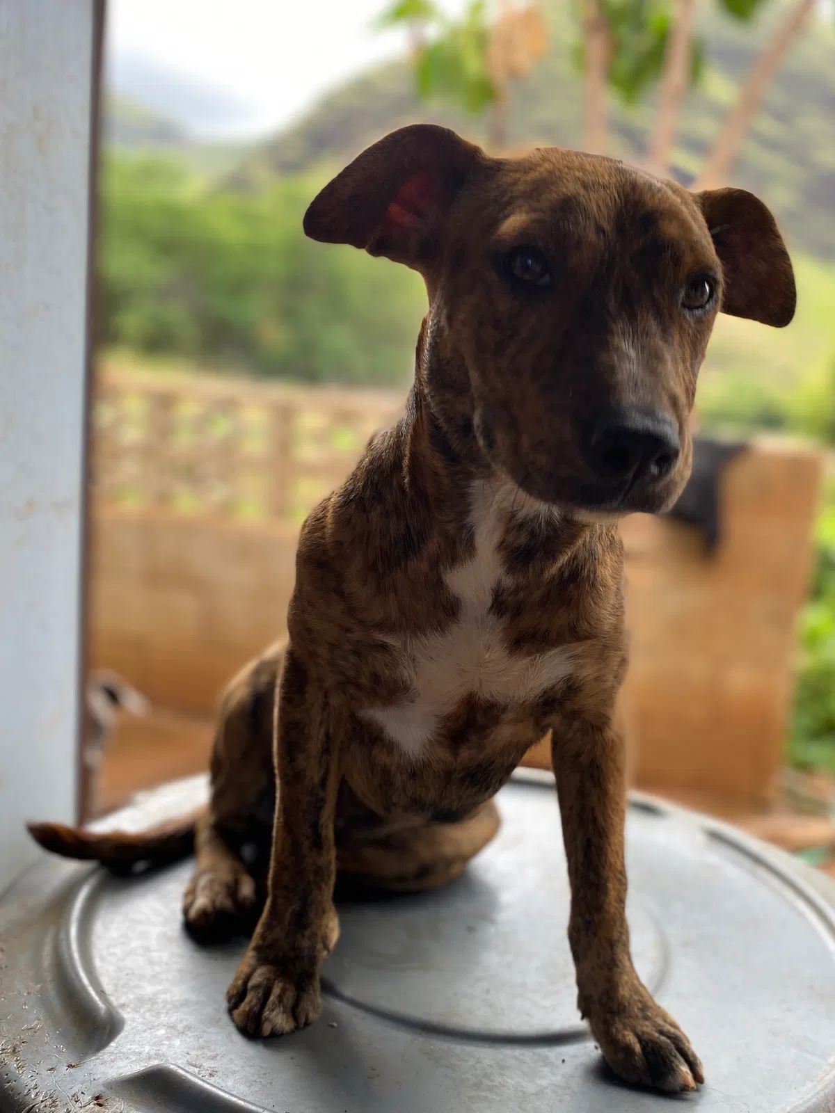 Lost dog in Unknown, HI, 9679
