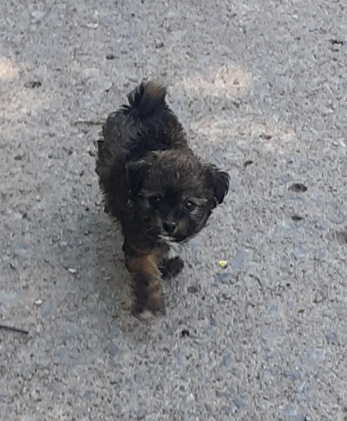 Lost dog in Tulsa, OK, 74136