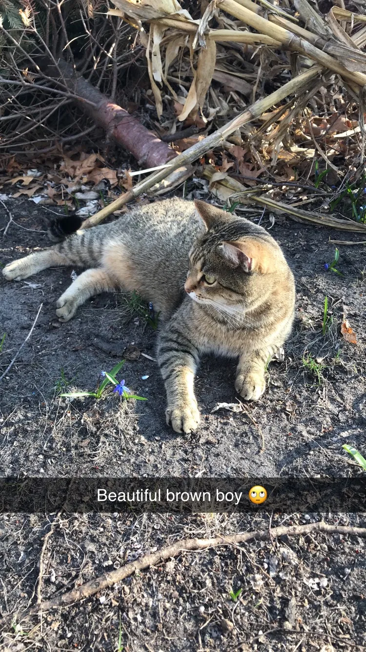 Lost cat in Anoka, MN, 55303