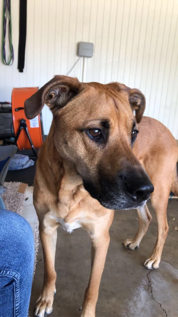 Lost dog in Tyler, TX, 75701