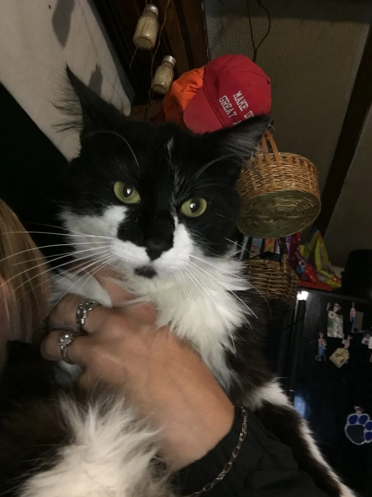 Lost cat in Verona, VA, 24482