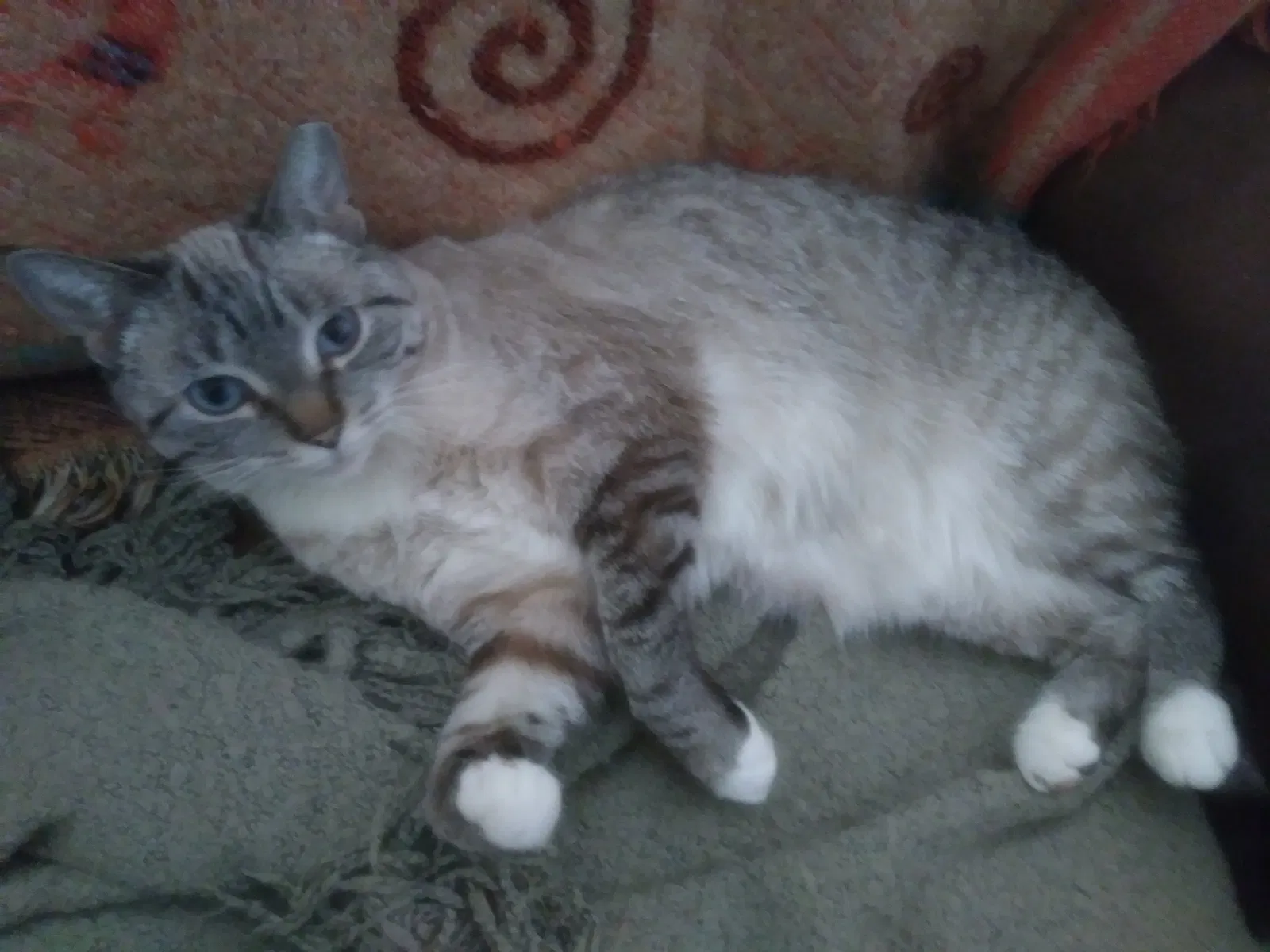 Lost cat in Battle Creek, MI, 49037