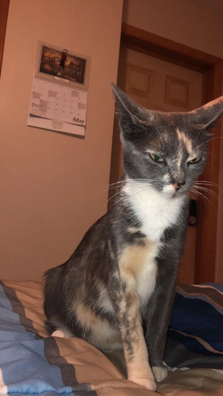 Lost cat in Erie, PA, 16505