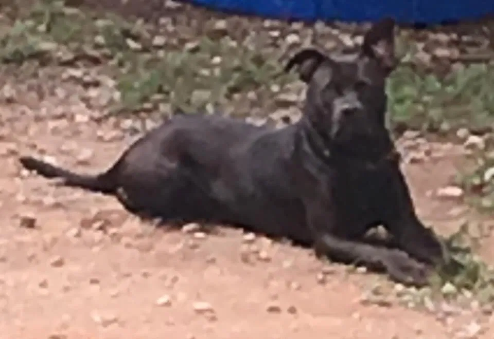Lost dog in Gray, GA, 31032
