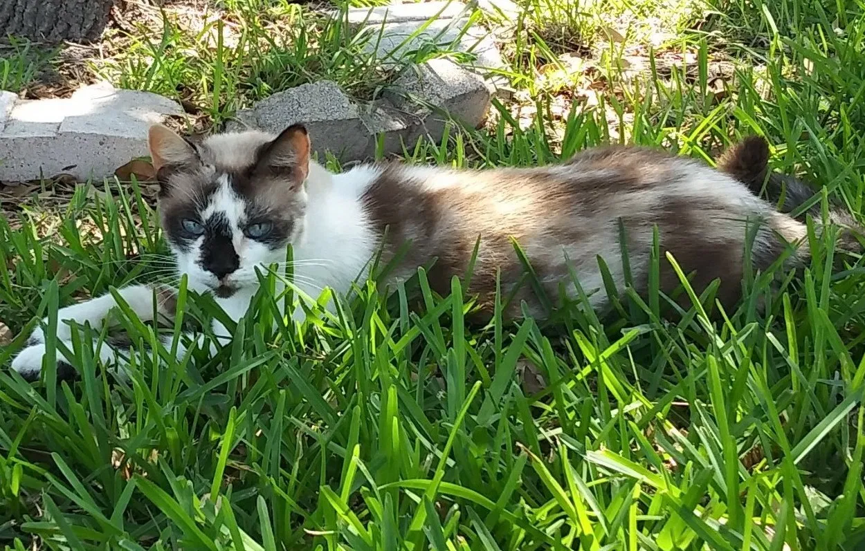 Lost cat in Corpus Christi, TX, 78413