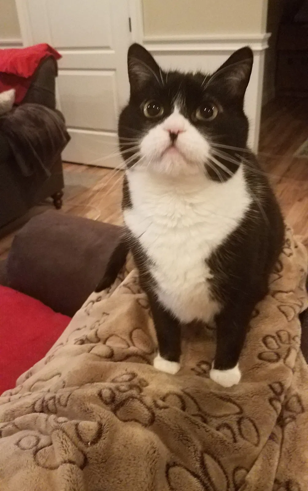 Lost cat in Grand Blanc, MI, 48439