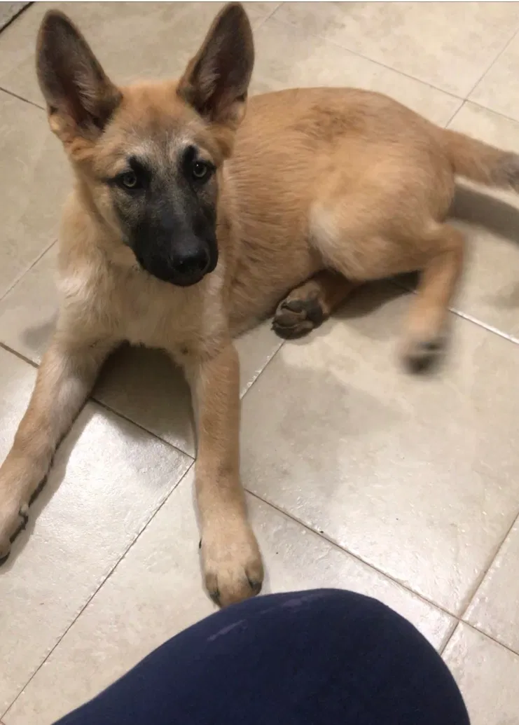 Lost dog in Franklinville, NC, 27248