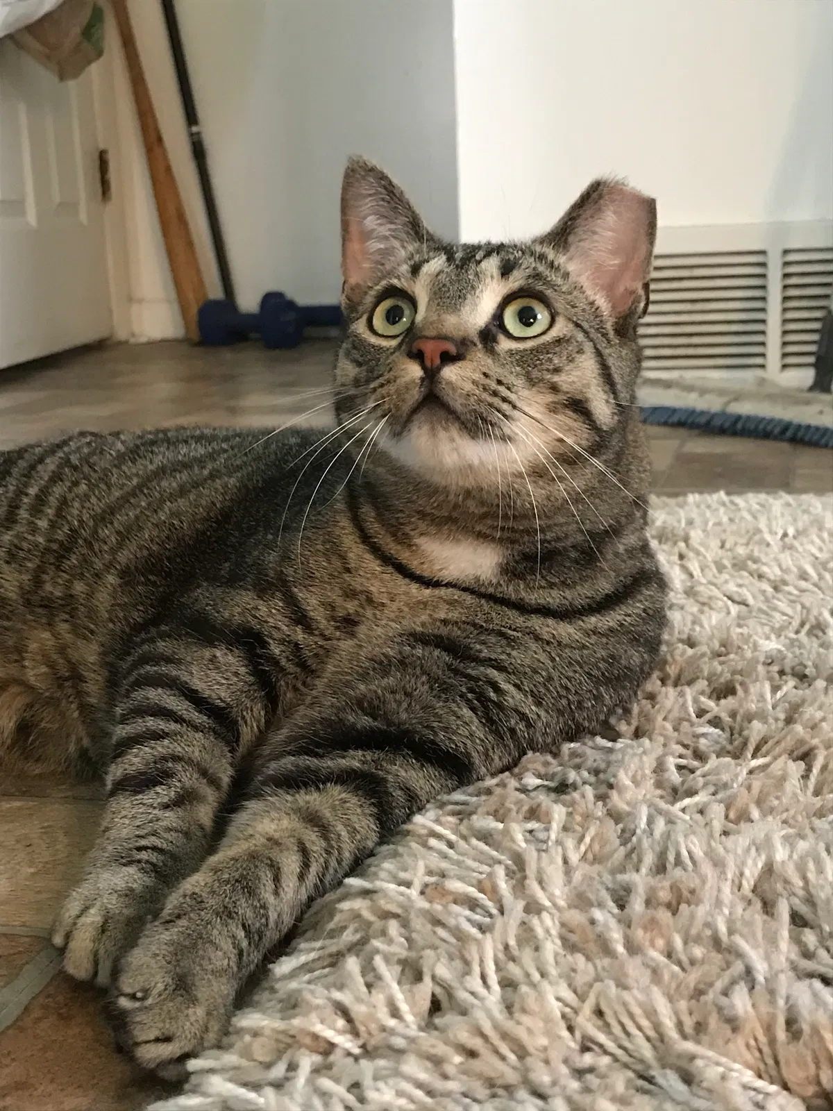 Lost cat in Spencerport, NY, 14559