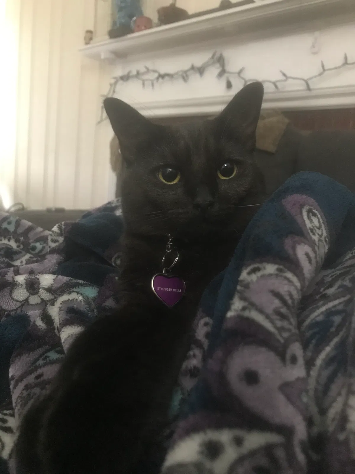 Lost cat in Midlothian, VA, 23113
