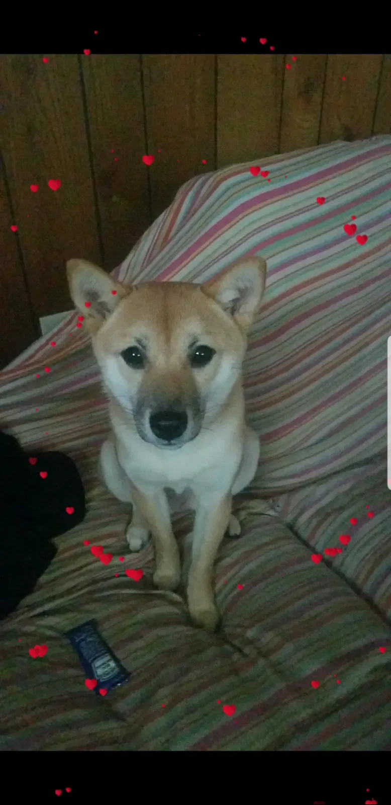 Lost dog in Marietta, GA, 30066