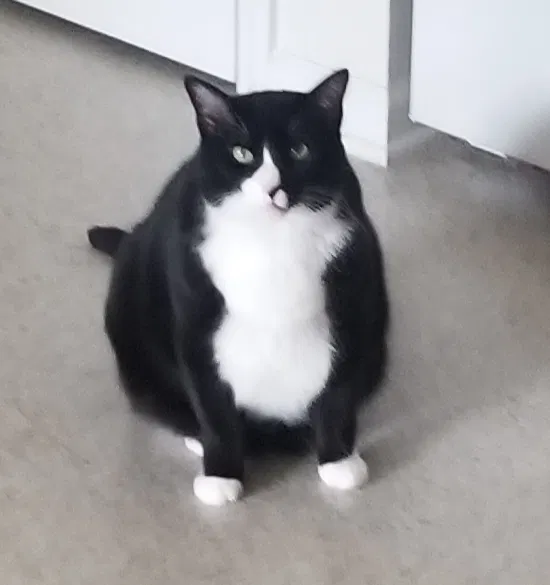Lost cat in Greenville, NC, 27834