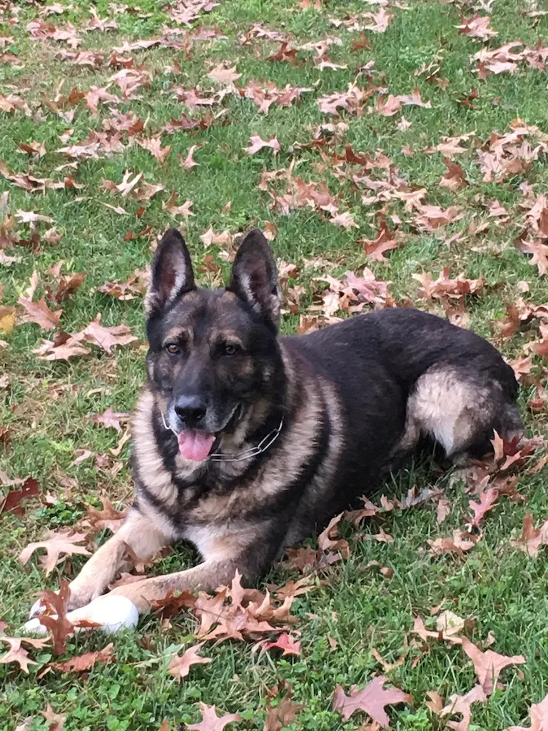 Lost dog in Buffalo, TX, 75831