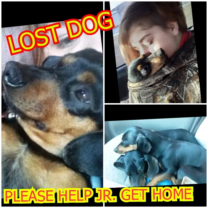 Lost dog in Clifton, CO, 81520