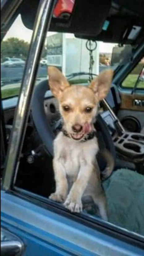 Lost dog in Flagstaff, AZ, 86001