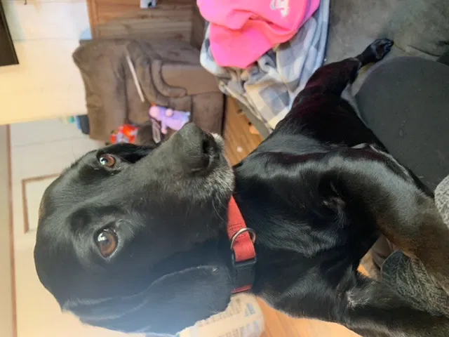 Lost dog in Olla, LA, 71465