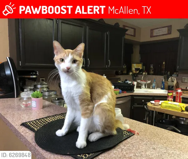 Lost cat in Mcallen, TX, 78504
