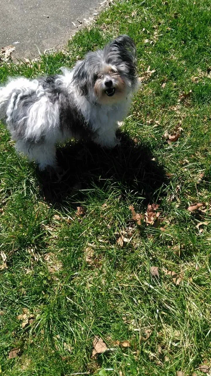 Lost dog in Youngstown, OH, 44511
