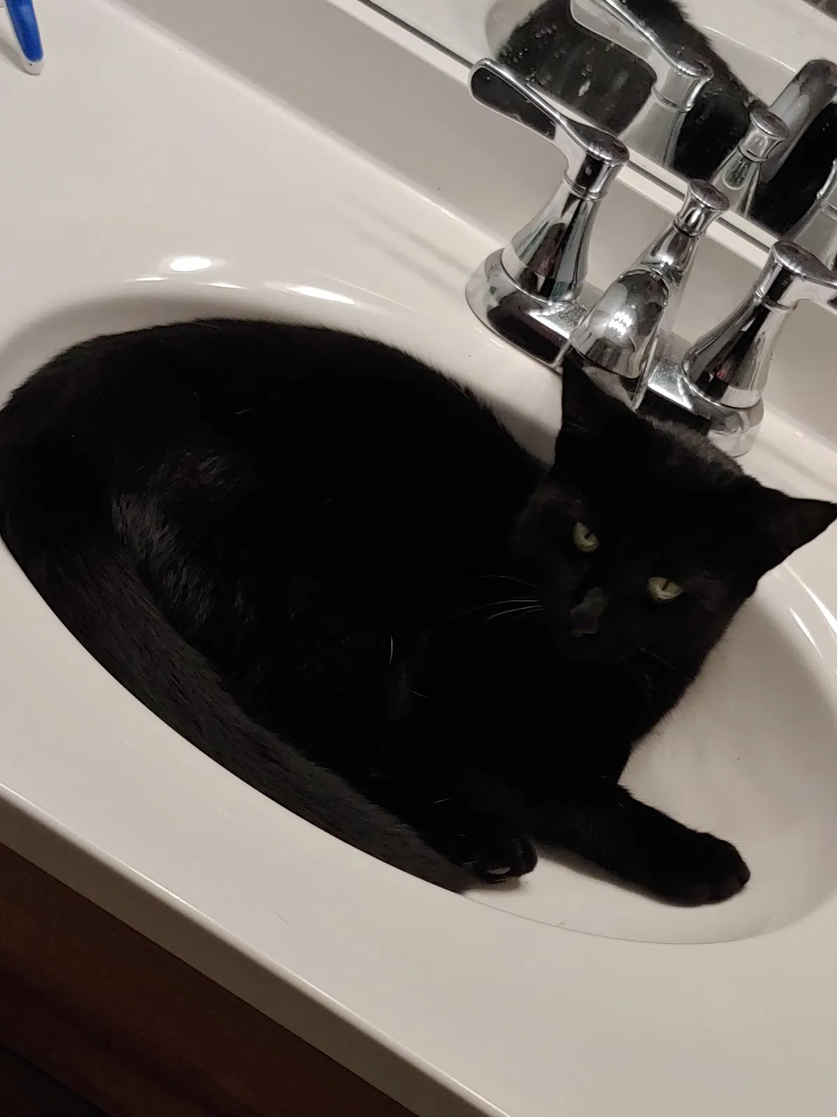 Lost cat in Carroll, OH, 43112