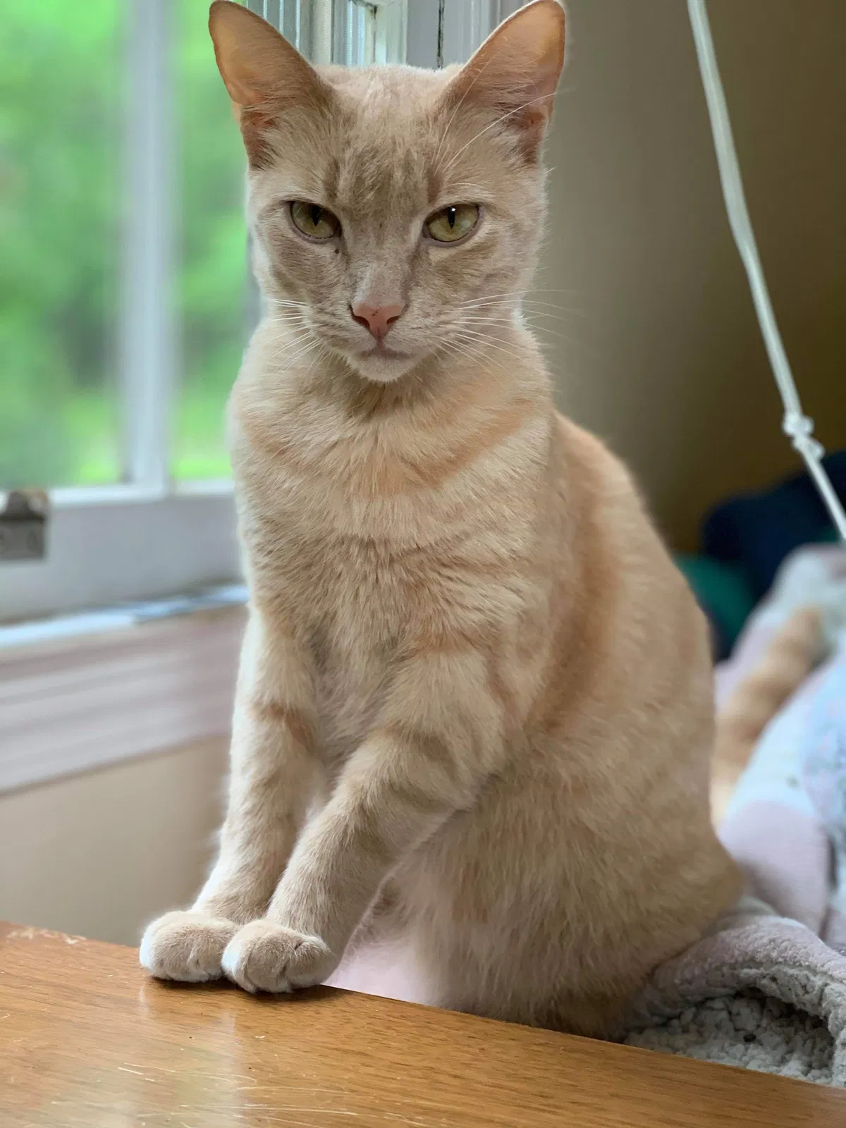 Lost cat in Easley, SC, 29640