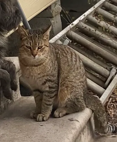 Lost cat in East Bernard, TX, 77435