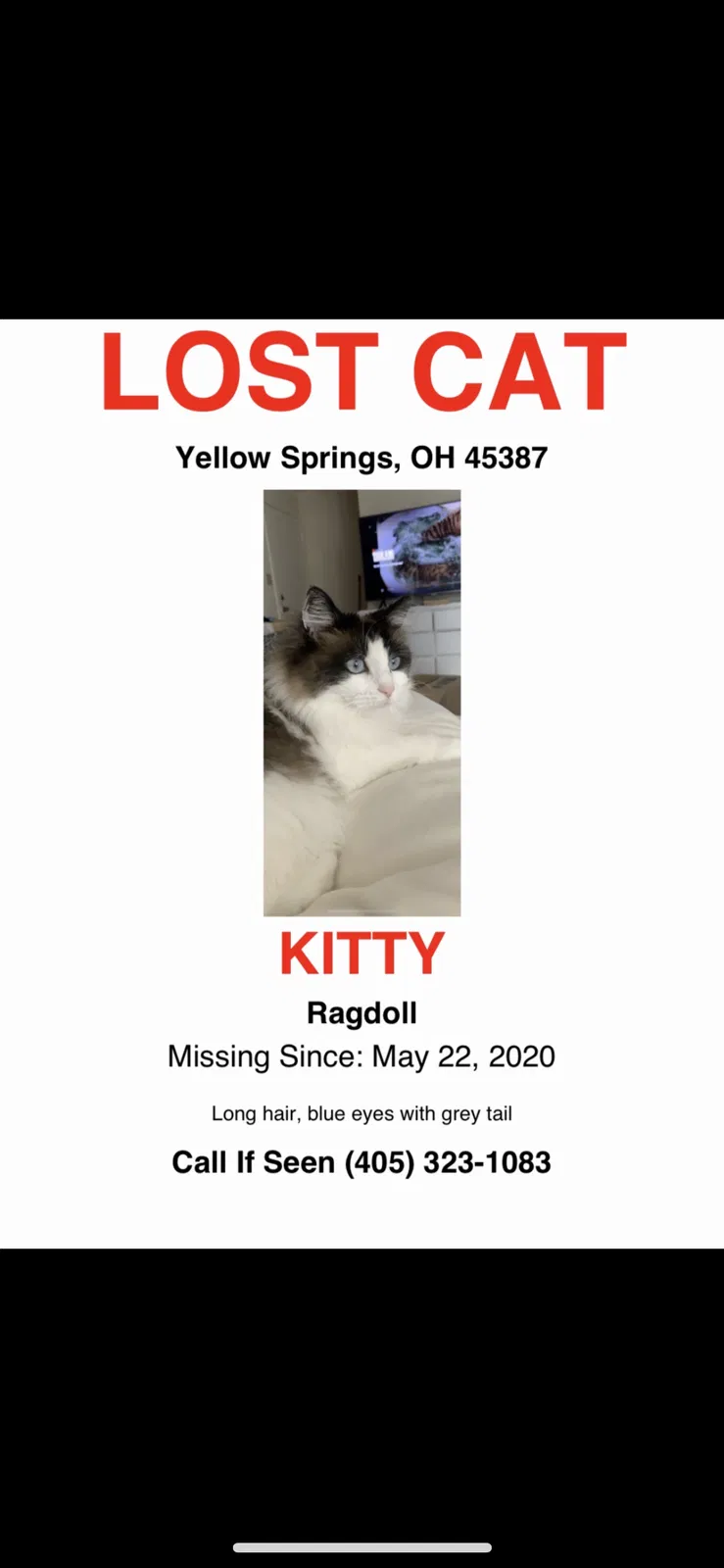 Lost cat in Yellow Springs, OH, 45387