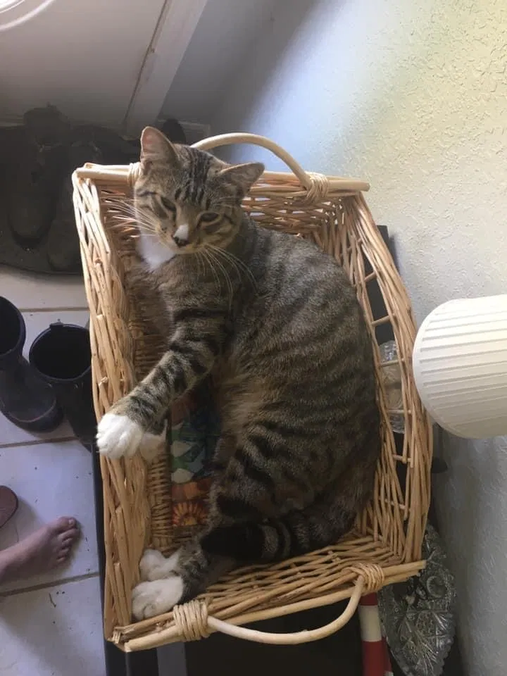 Lost cat in Reddick, FL, 32686