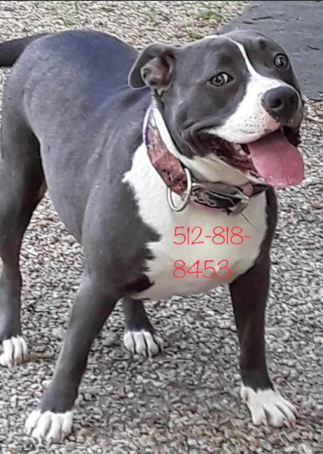 Lost dog in Centerville, TX, 75833