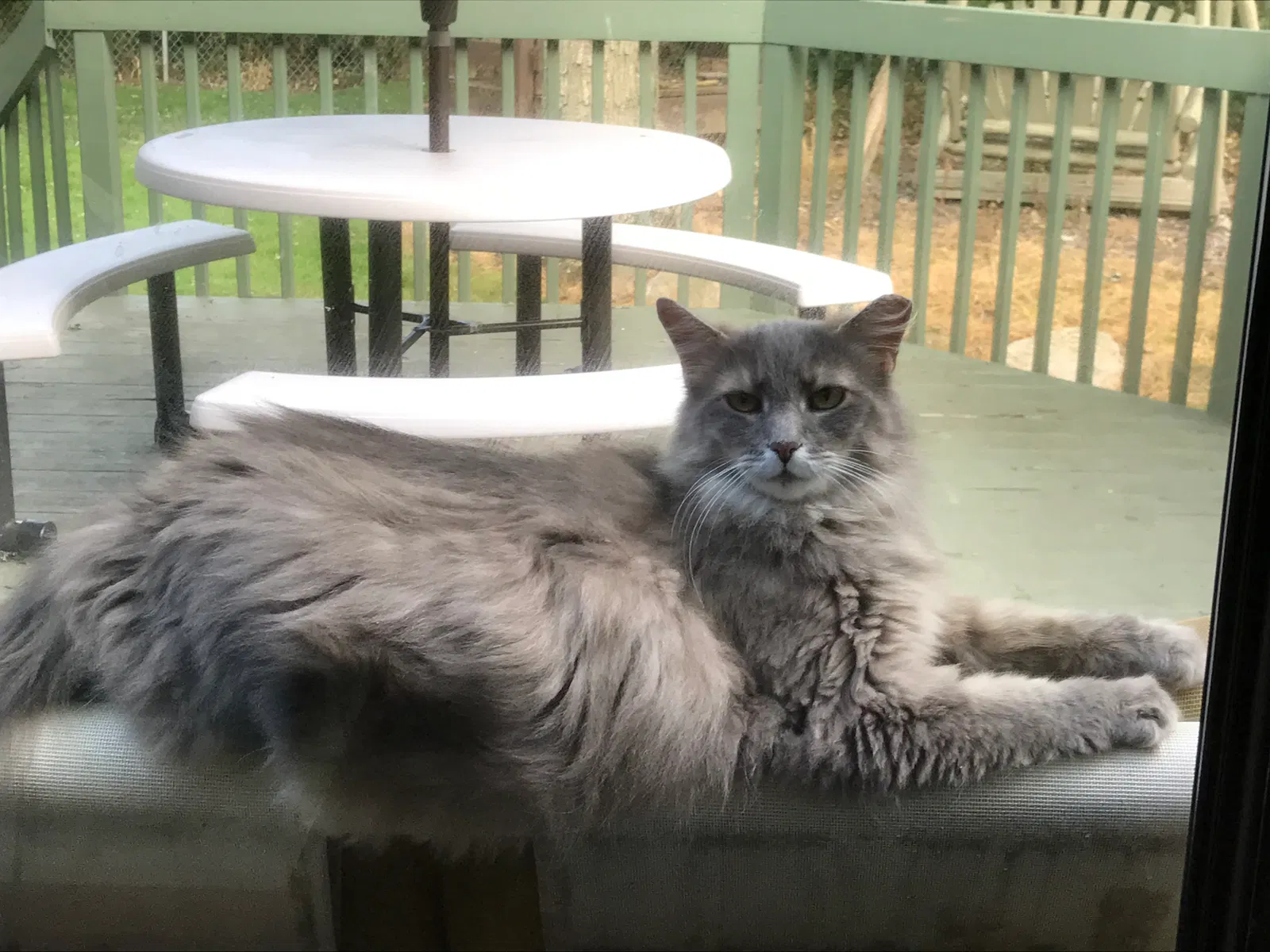 Lost cat in North Olmsted, OH, 44070