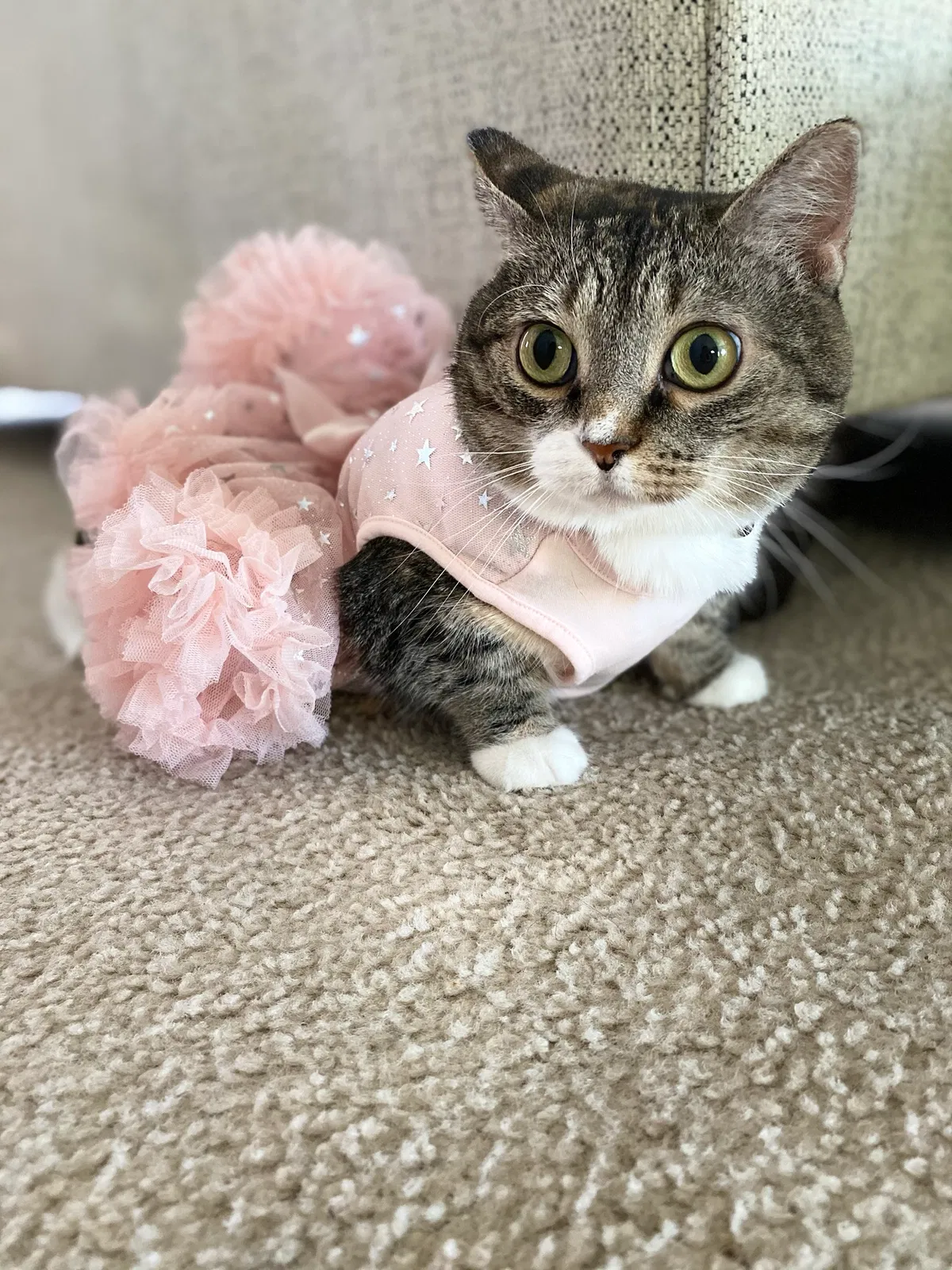Lost cat in Pleasant Hill, IA, 50327