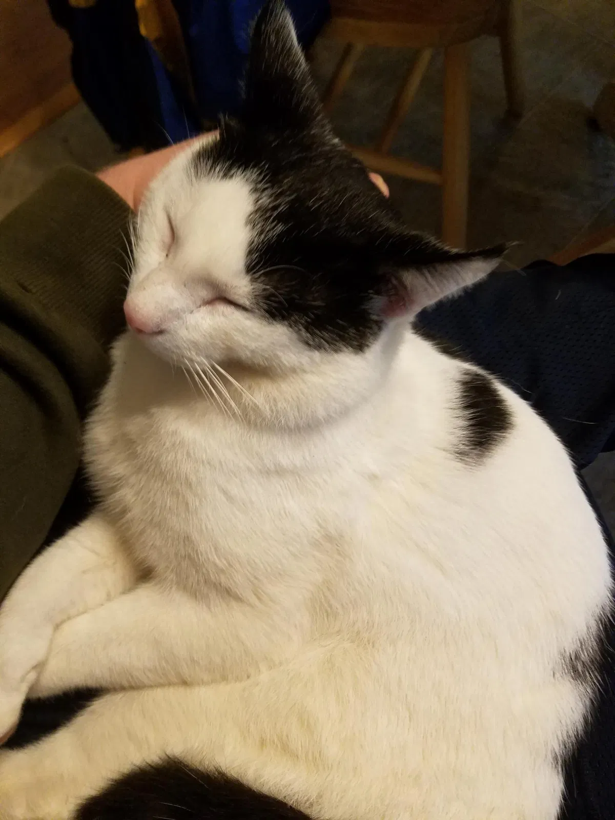 Lost cat in Lillington, NC, 27546