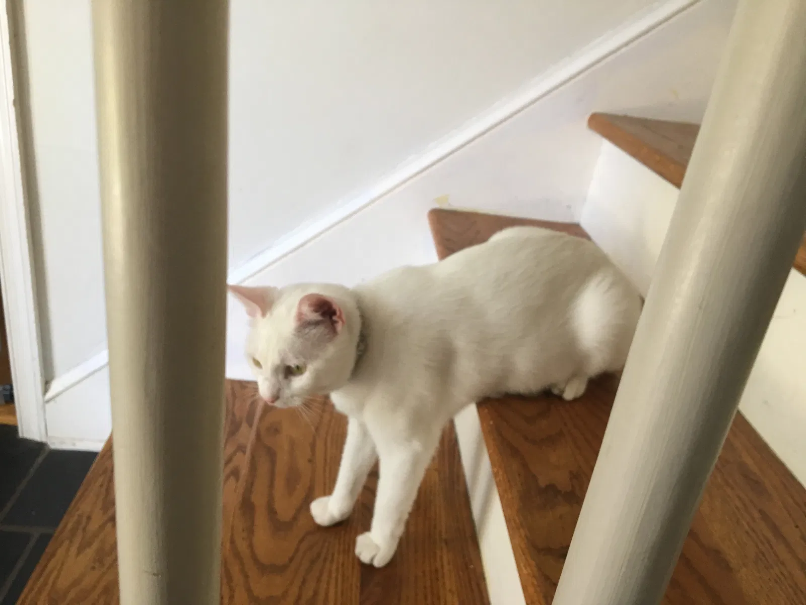 Lost cat in Cary, NC, 27511